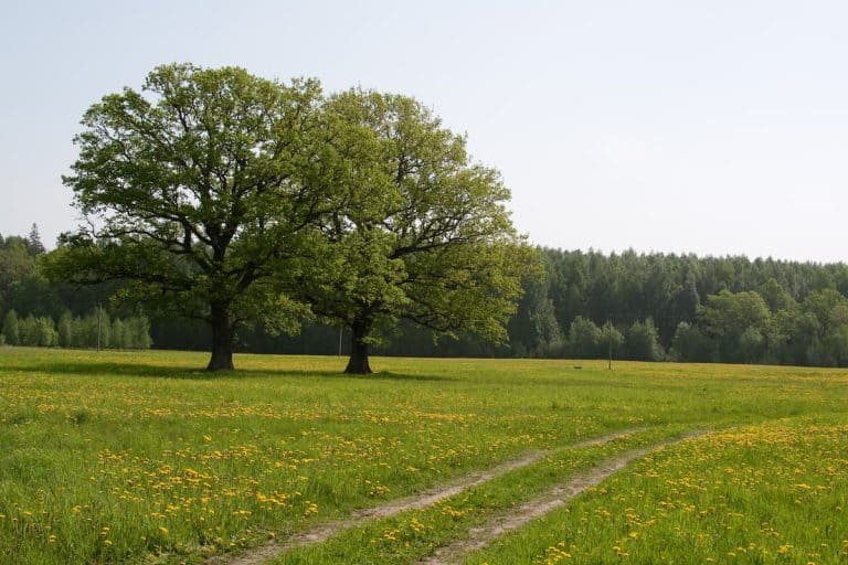 18 Places Giving Out Free Land in 2021 (Great For Homesteading)